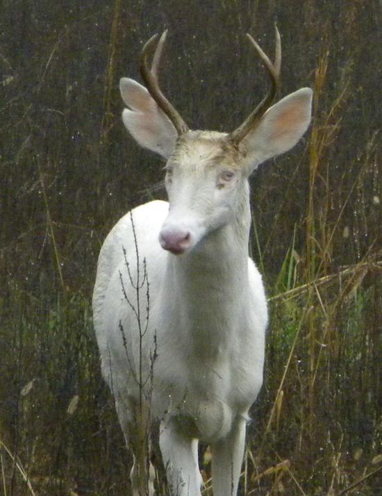 White Stag In Missouri